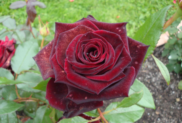 Роза " Черная Магия"