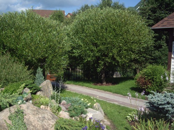 Декоративные деревья