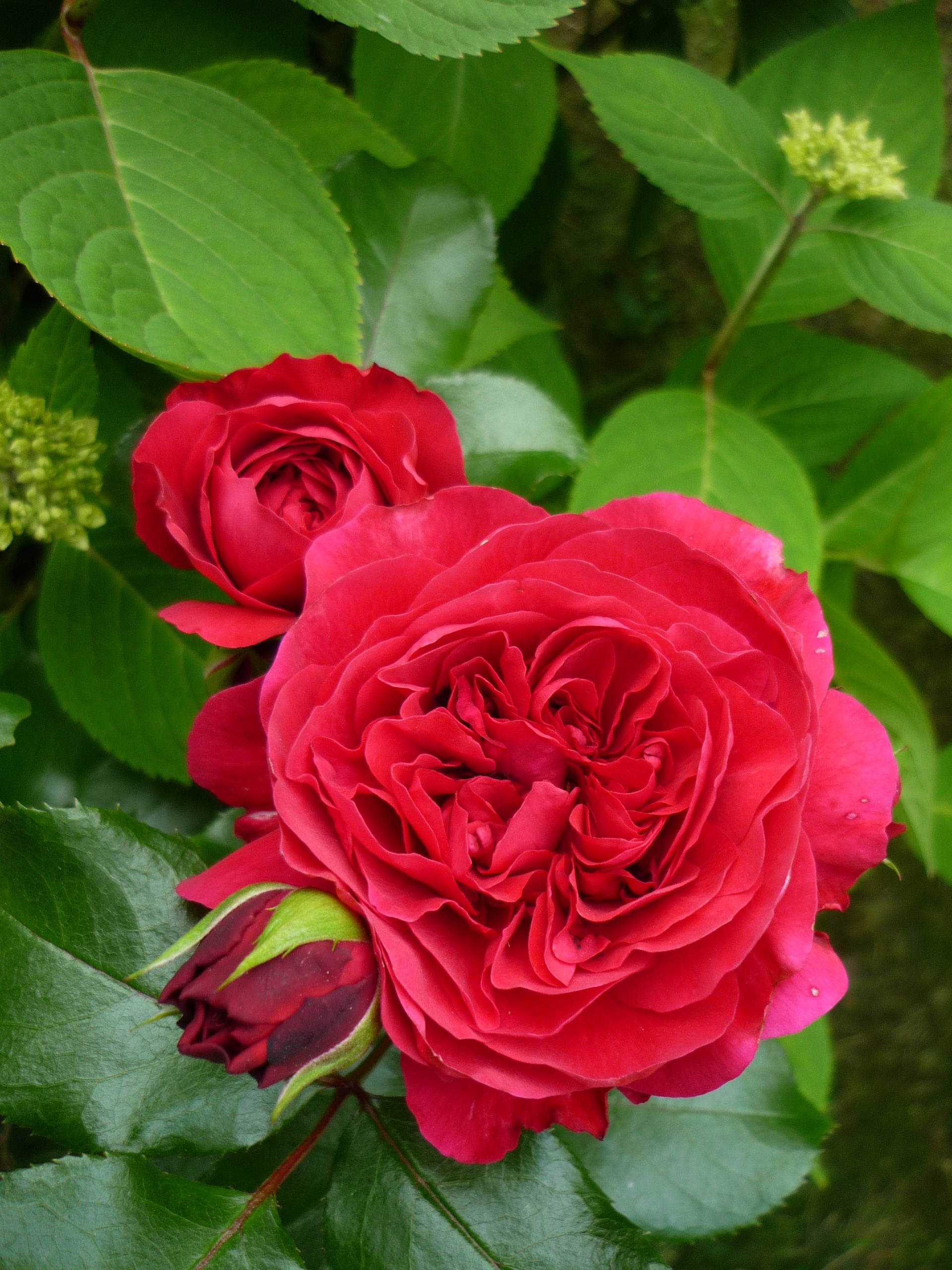 Роза сорт леонардо да винчи фото описание