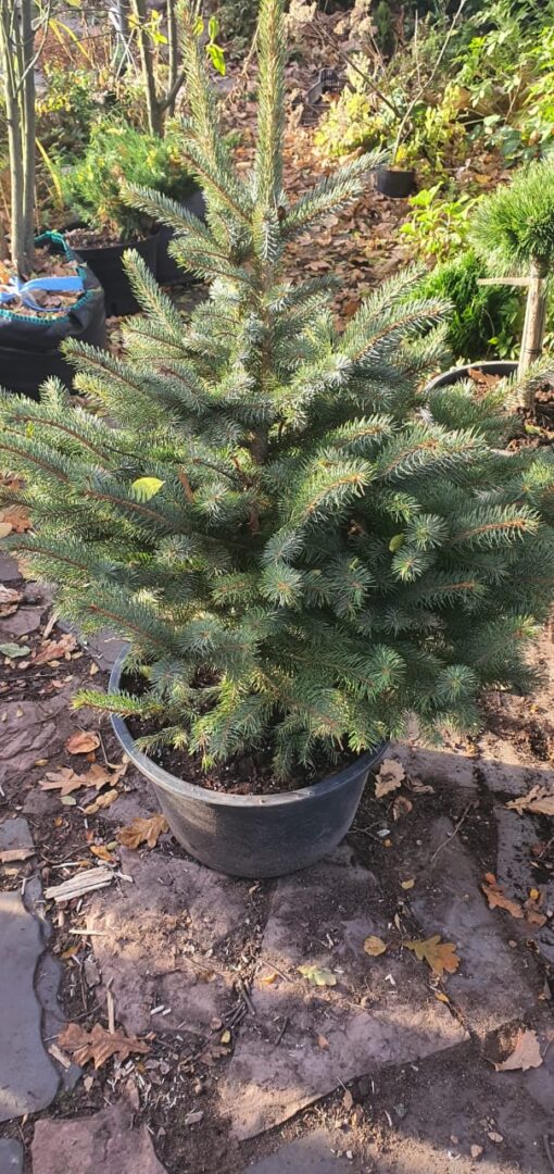 Хвойные деревья и кустарники