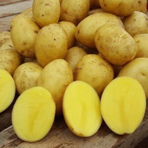 картофель Гала