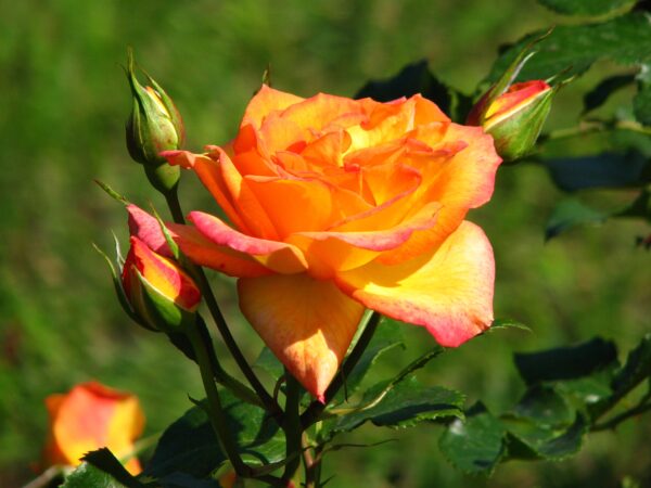 Роза парковая Сахара