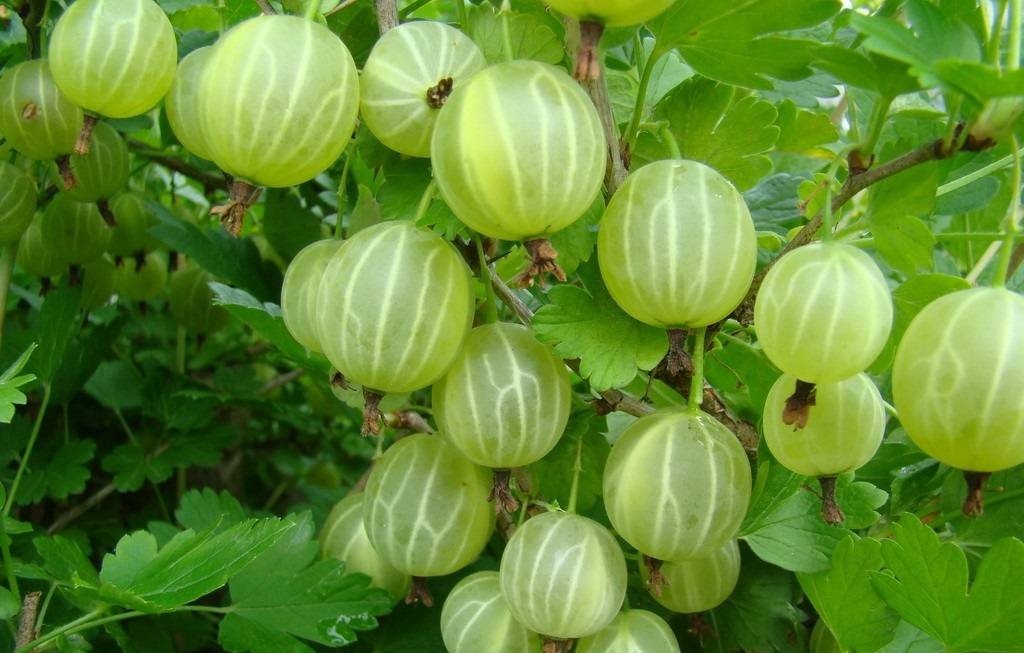 Ягодные кустарники