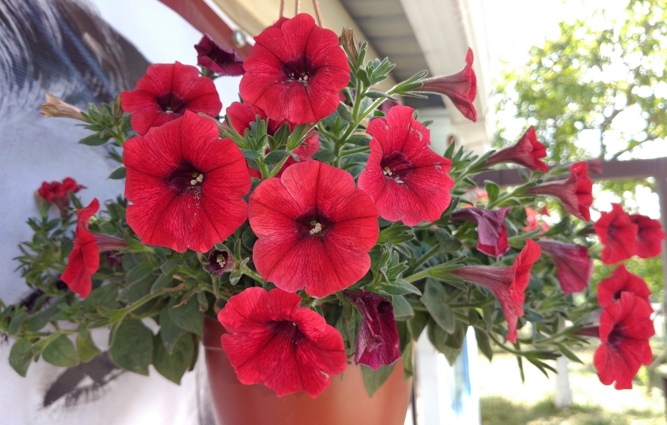 Рассада цветов