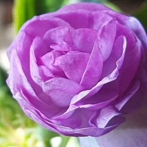 Бальзамин фиолетовый