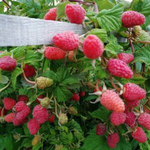 Малина Маросейка