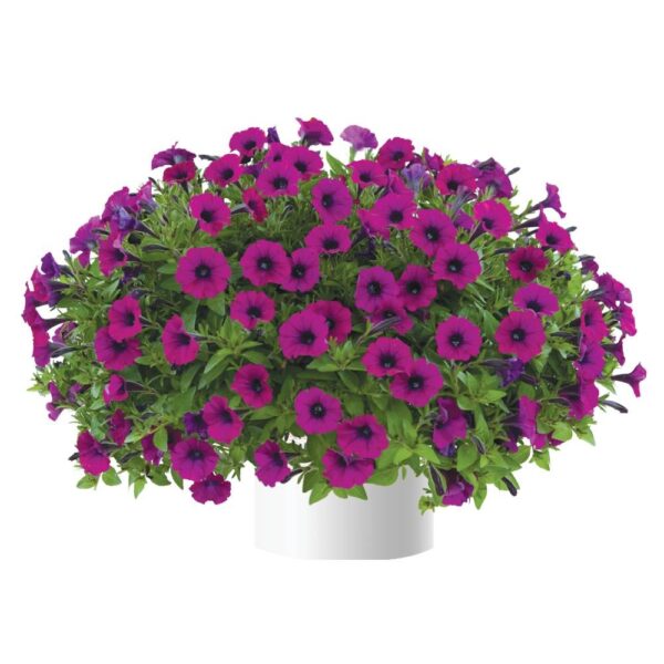 Петуния Littletunia Shiraz(22)Р8