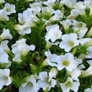Surfinia Table White(10)