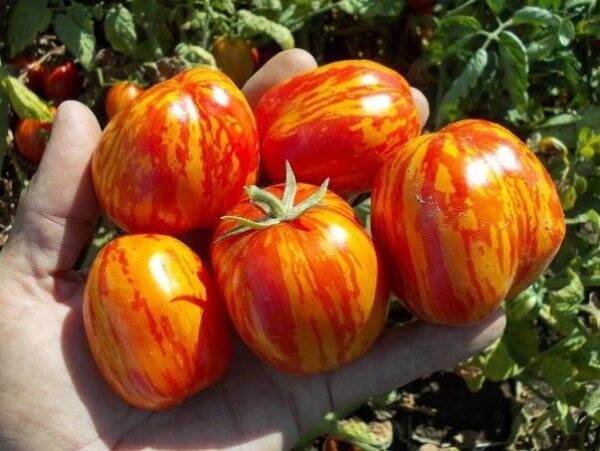 Томат Курочка Ряба Р8