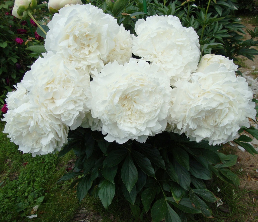 Декоративные многолетники