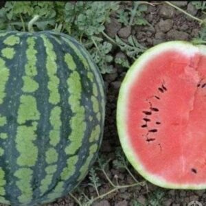 арбуз Холодок горшок Р8