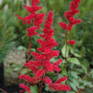 астильба арендса Бургунди Рэд