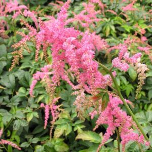 Астильба Страуссенфедер