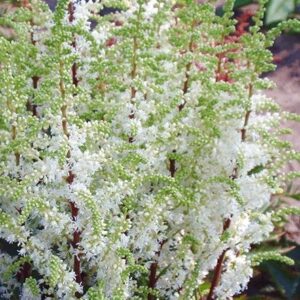 астильба Уайтсберри