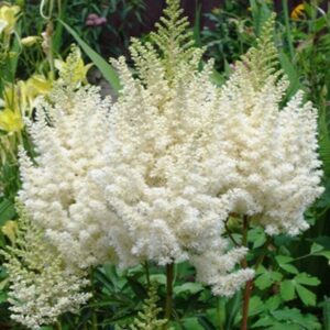 астильба вайс глория