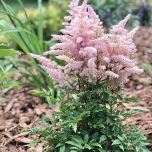 астильба Юникс Сильвер