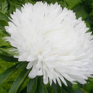 Астра пионовидная "Белая башня"( кассета 6 шт)