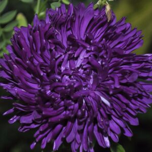 Астра пионовидная «Фиолетовая башня»( кассета 6 шт)