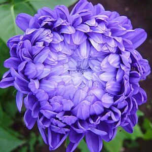 Астра пионовидная Голубая башня( кассета 6 шт)