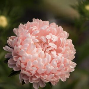 Астра пионовидная нежно розовая башня(кассета 6 штук)