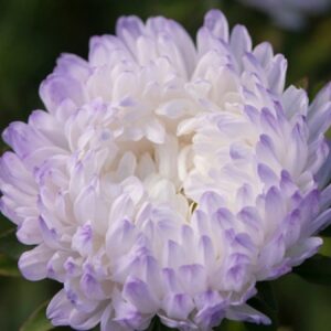 Астра пионовидная Серебряная башня(кассета 6 штук)