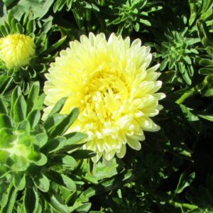 Астра пионовидная Желтая башня(кассета 6 штук)