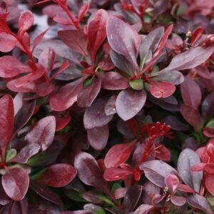 Барбарис Атропурпуреа Нана С2