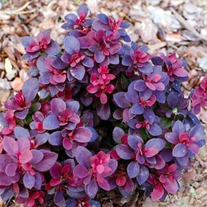 барбарис Конкорд С2