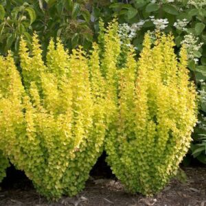 Барбарис тунберга Мария