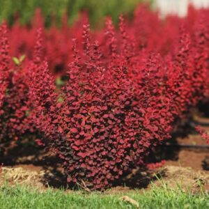 Барбарис Тунберга Оранж Рокет С4