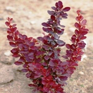 Барбарис Тунберга Ред Рокет С2