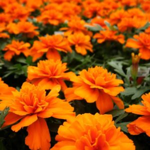 Бархатцы Бонанза Голд Оранж ( кассета  6 штук)