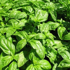 Базилик Крупнолистный Сладкий(кассета 9 шт)
