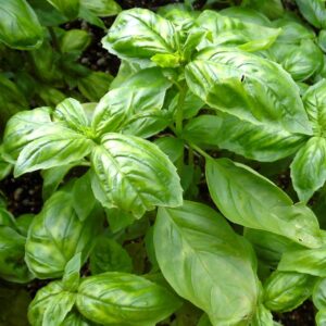 Базилик лимоннопахнущий  кассета 9 шт