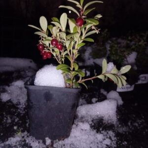 брусника Ред Перл