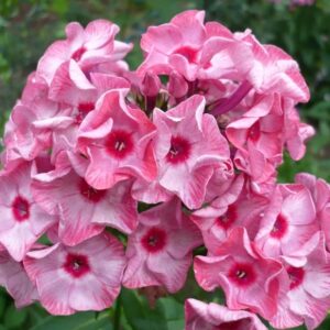 Флокс метельчатый Уральские сказы