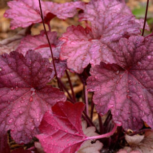 гейхера Берри Смузи