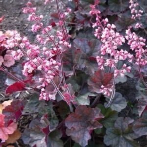 гейхера Касис