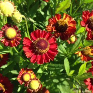 Гелениум гибридный Хот Лава