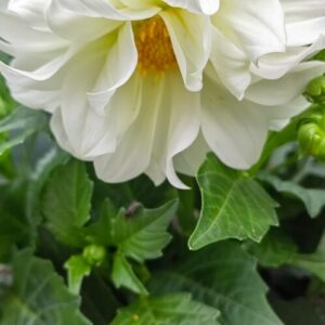 Георгин Фигаро, белый горшок Р8