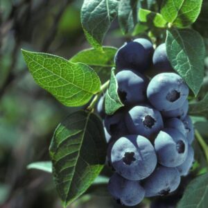 Голубика "Элизабет"  С-1,5, Н 30-50