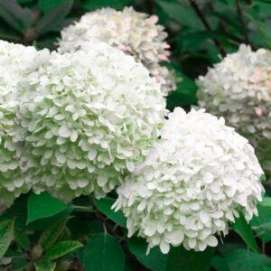 Гортензия Литл Альф С2