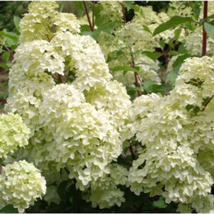 гортензия  метельчатая Диамонтино