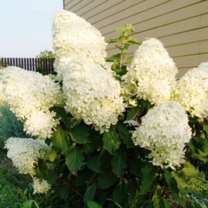 гортензия  метельчатая Фантом