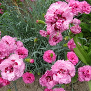 гвоздика Шабо розовая