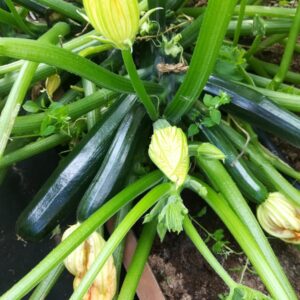 Кабачок Фараон Р8