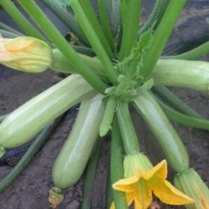 Кабачок Кавили F1( горшок Р8)