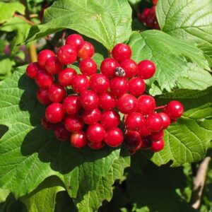 Калина Таежные рубины