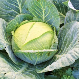Капуста белокачанная Слава(кассета - 6)