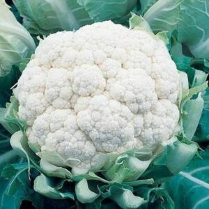 Капуста цветная ИГЛУ(кассета - 6 шт)